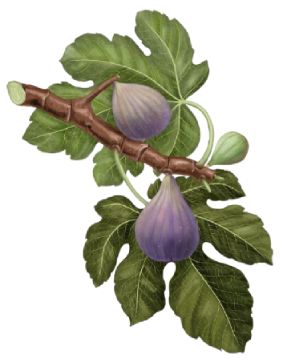 higos